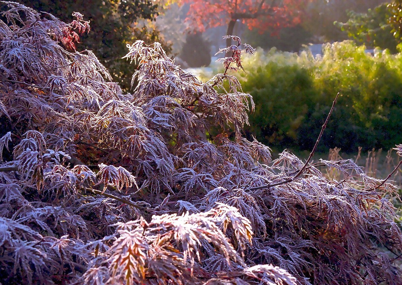 japanese maple with frosted leaves