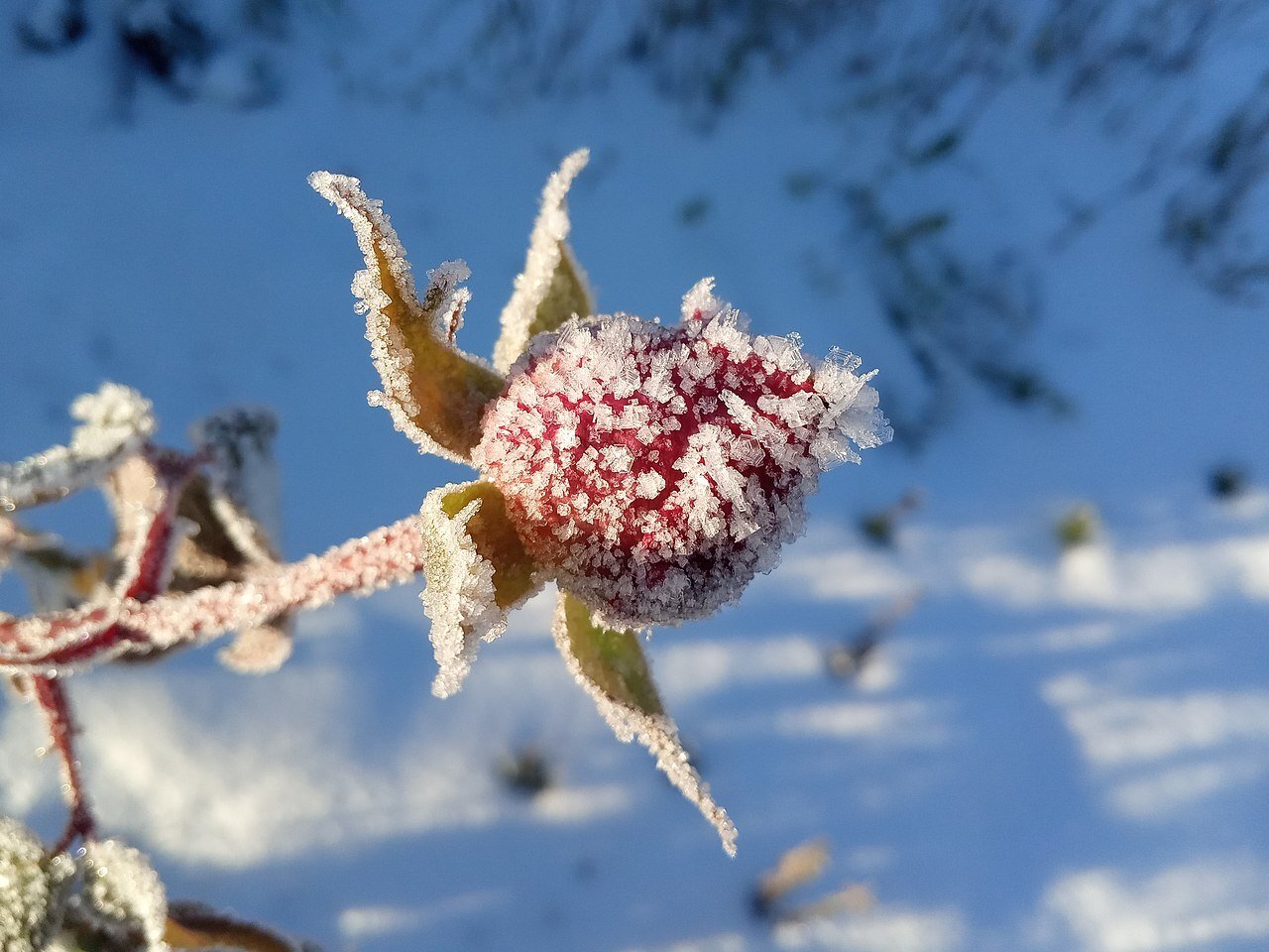 frozen rose bud before blooming