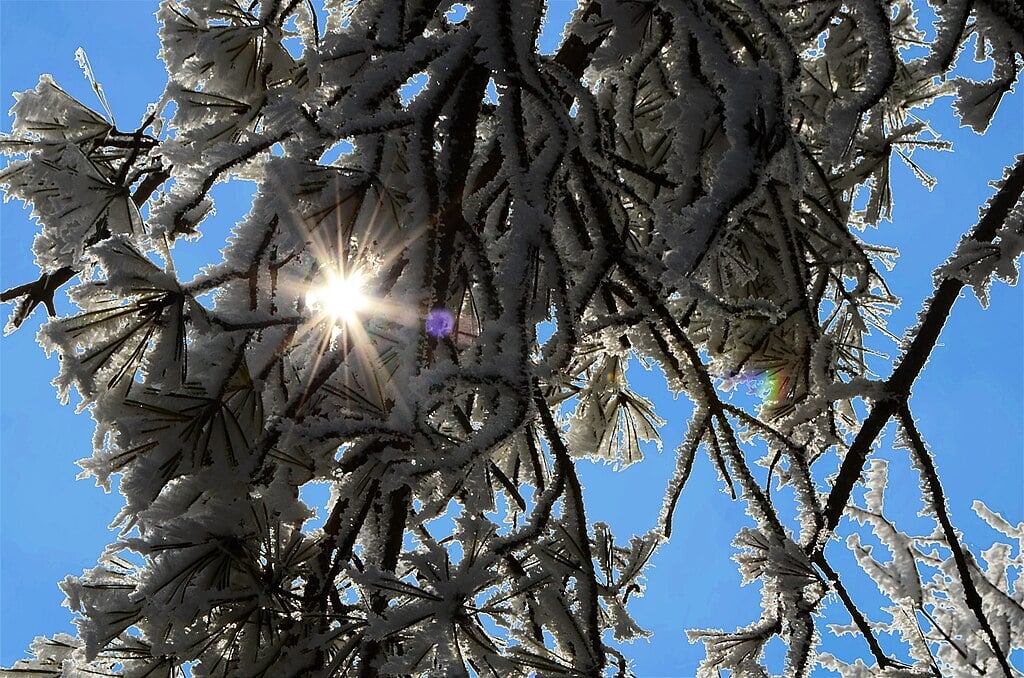 tree branches with frost