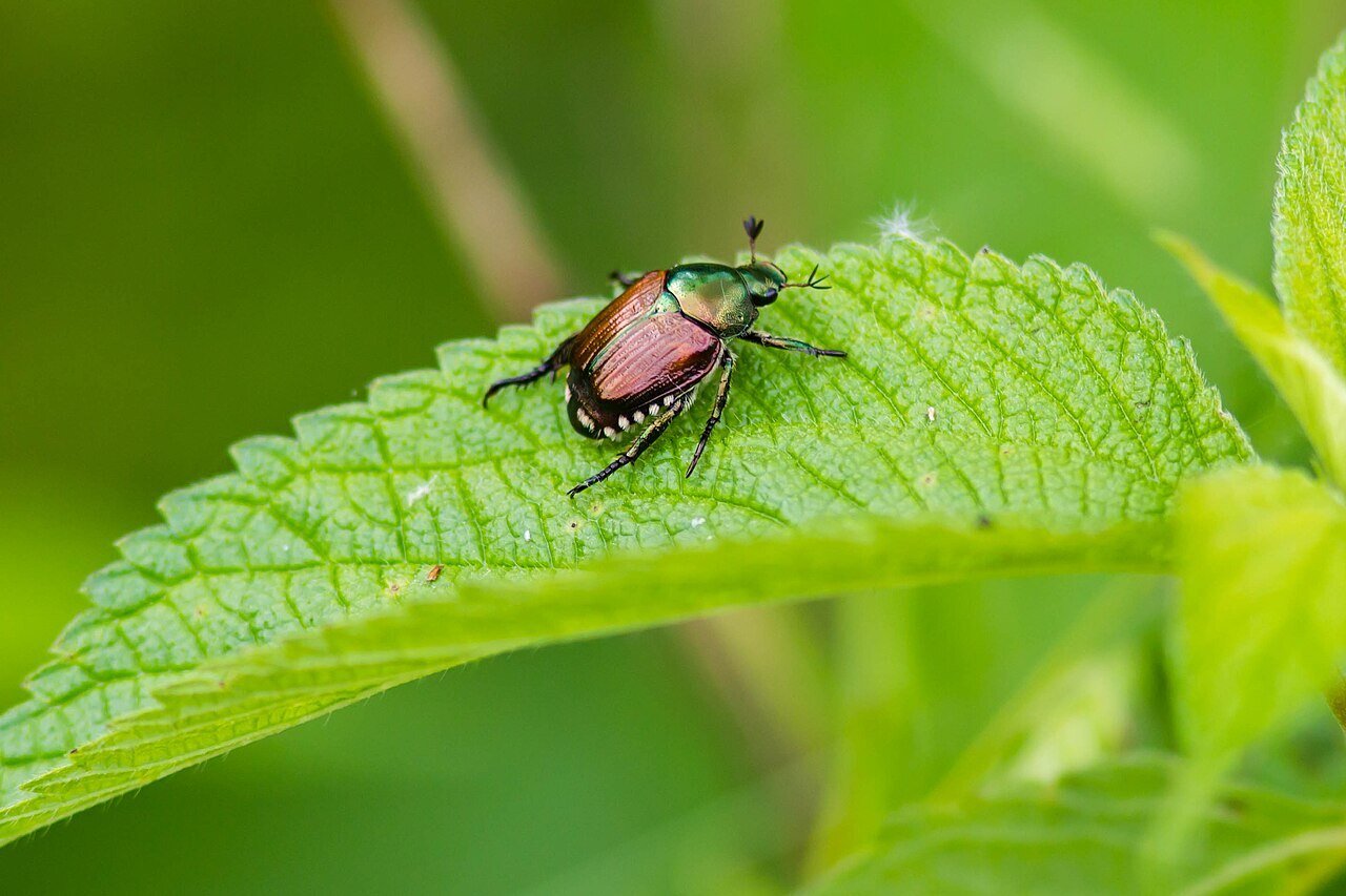 japanese beetle on a leaf