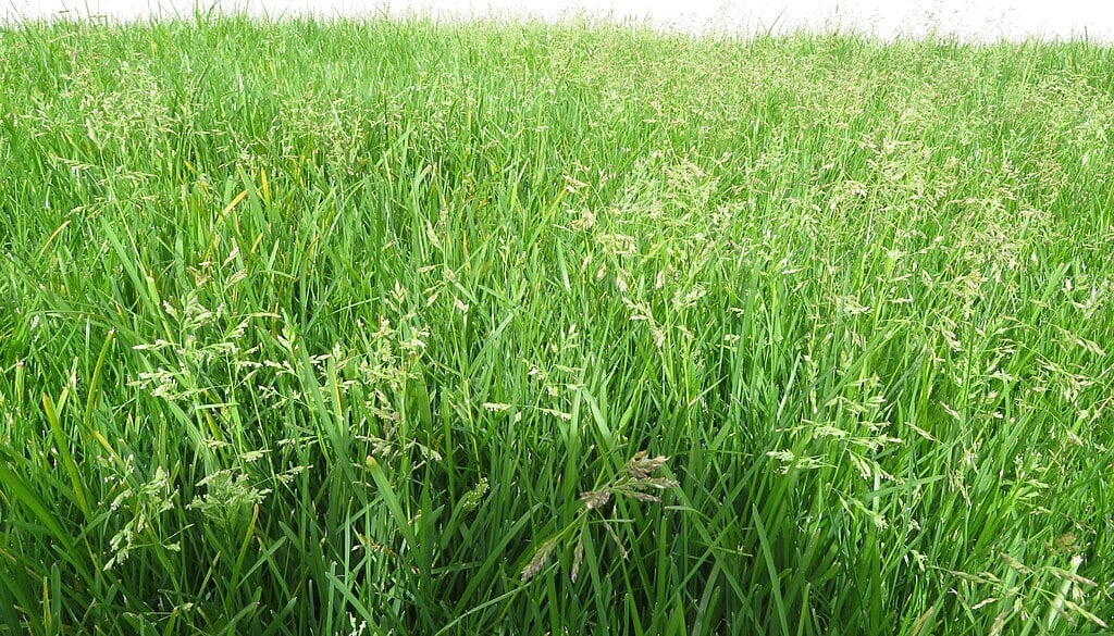 kentucky bluegrass is the most common and popular grass in western NY