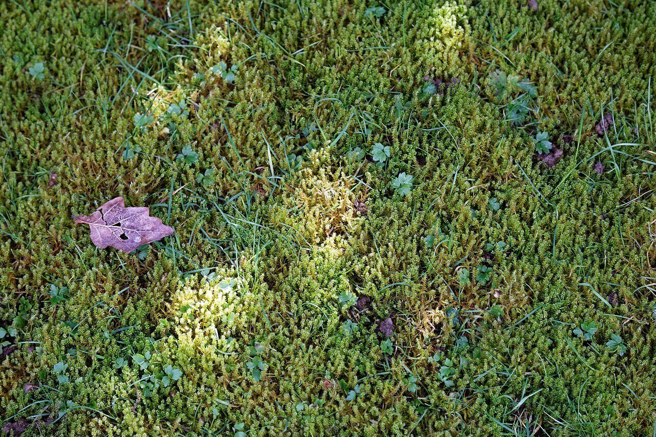 moss in lawn