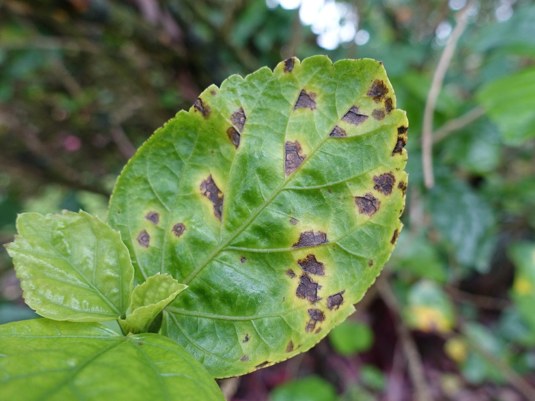 Leaf Spot Disease