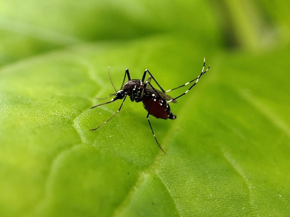 mosquito resting on leaf