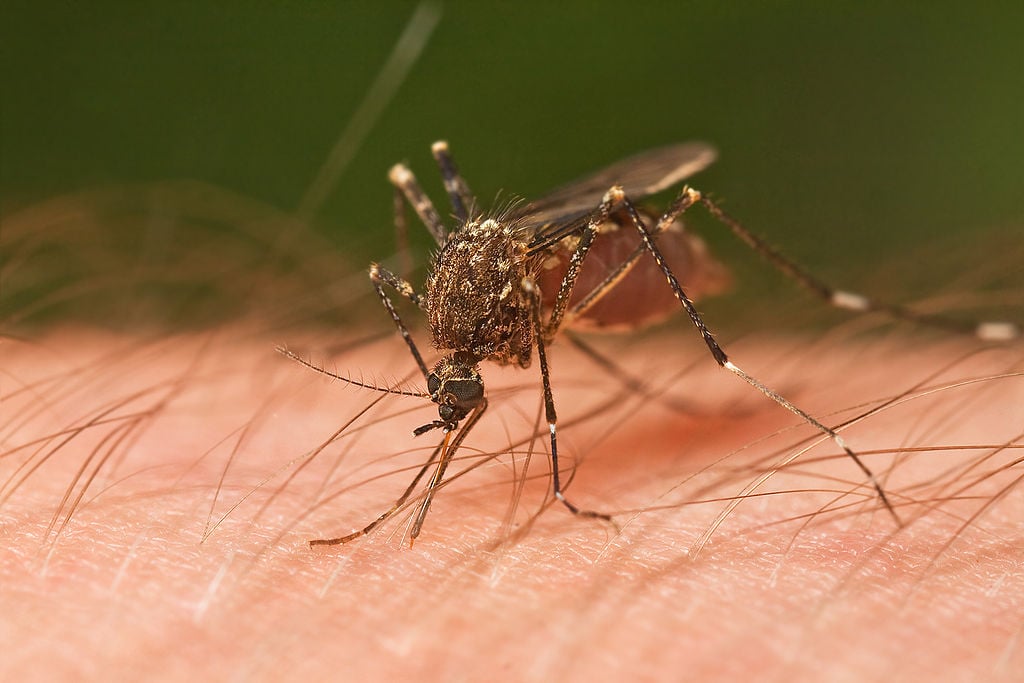 mosquito on skin