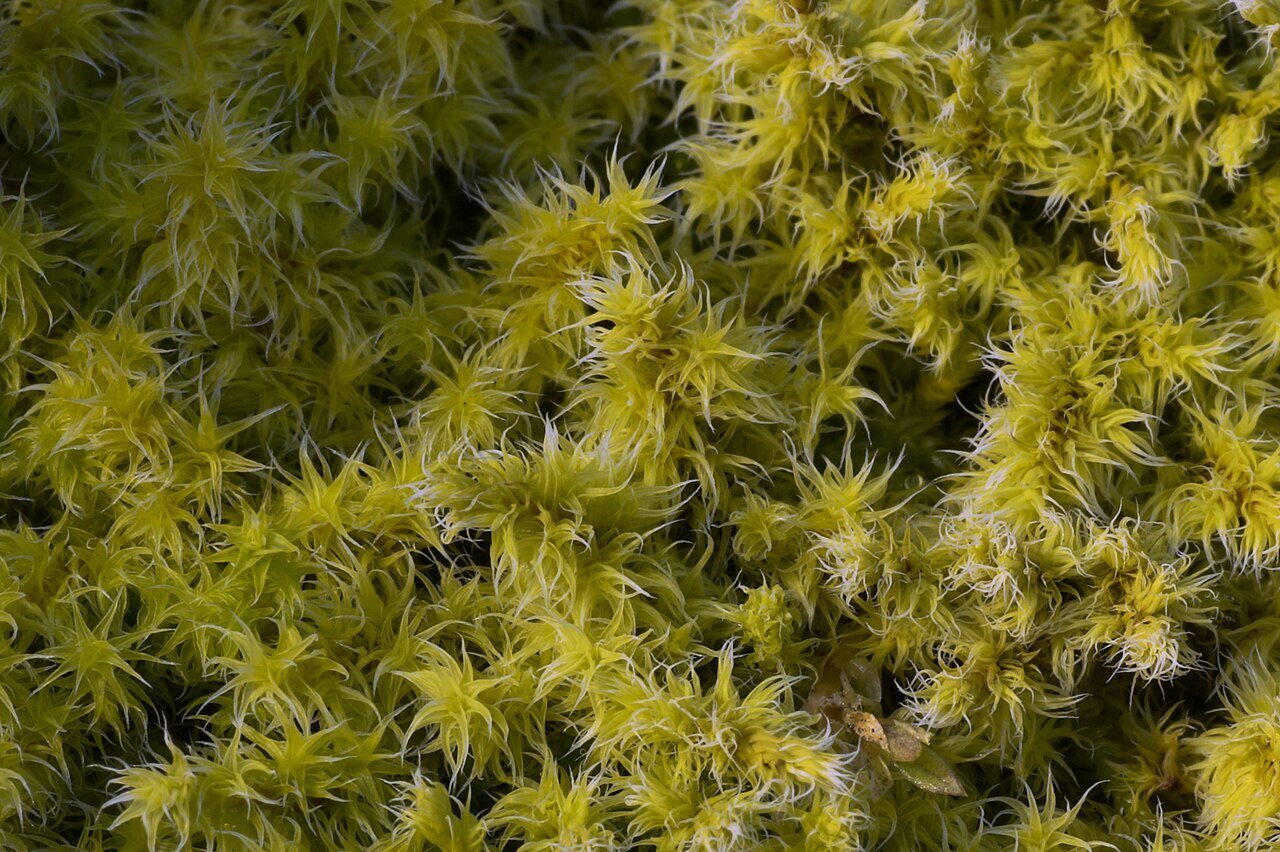closeup of moss