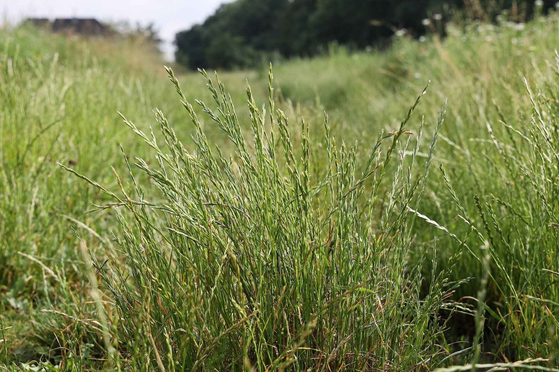 perennial ryegrass growing tall