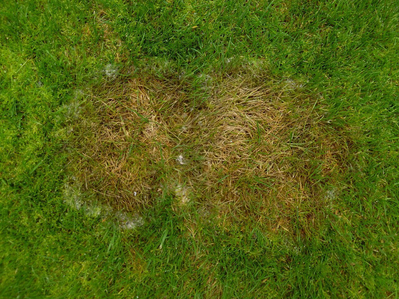 Pink Snow Mold in western NY