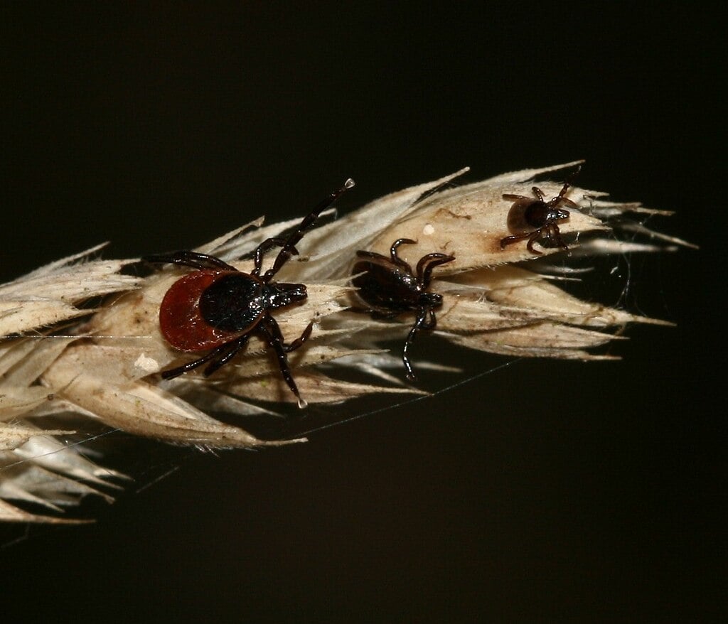 ticks sitting on a seed head