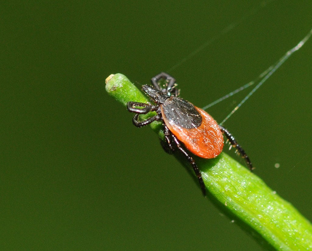 tick waiting for a host on a blade of grass