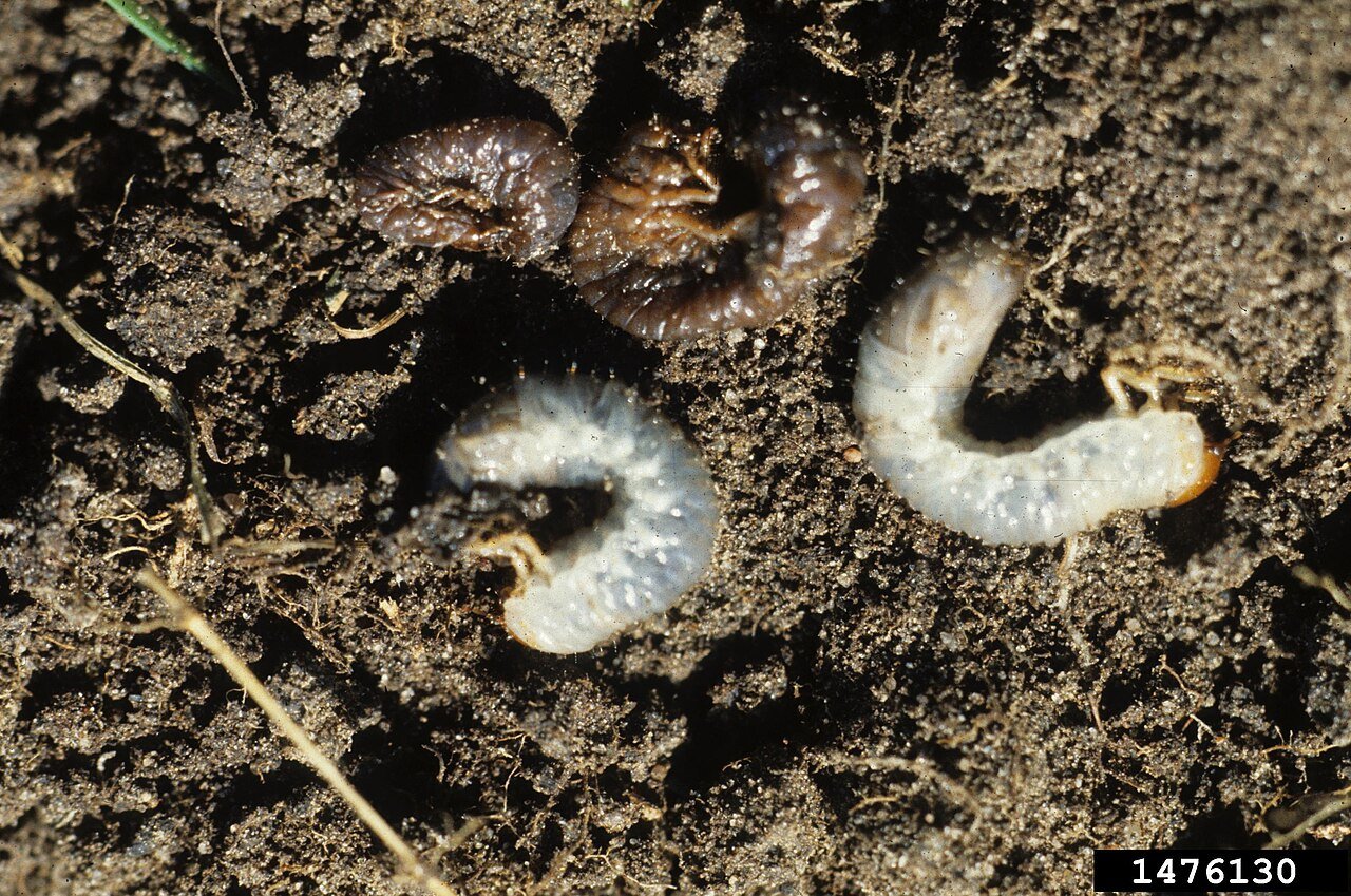 white grubs