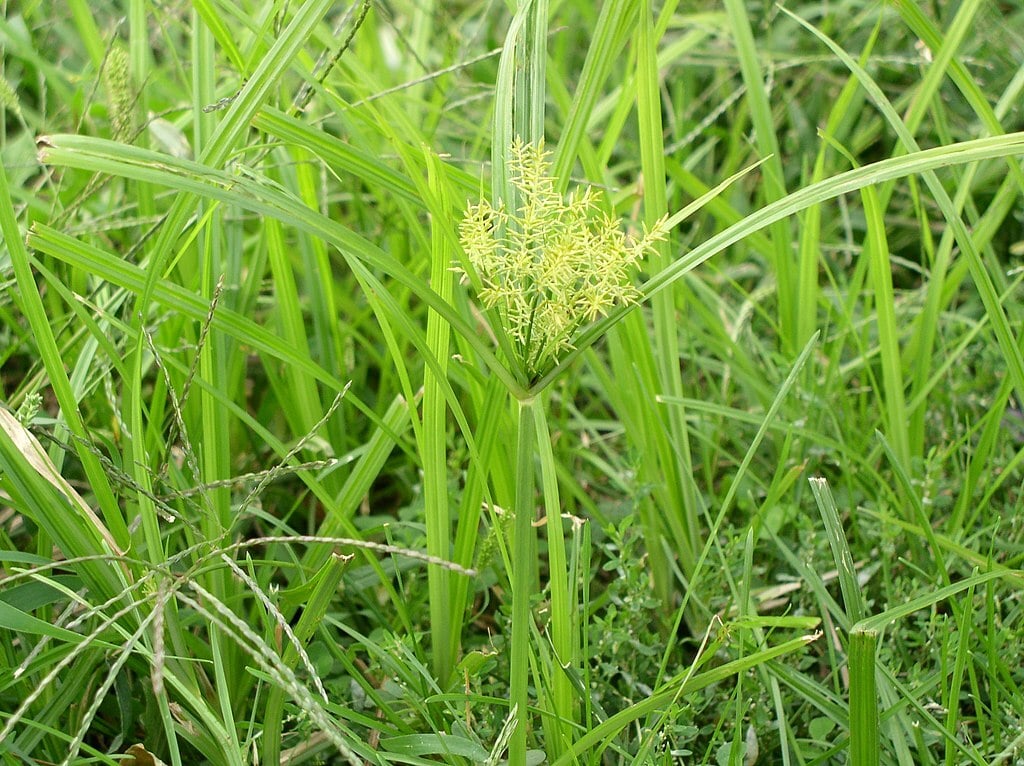 blooming Yellow Nutsedge