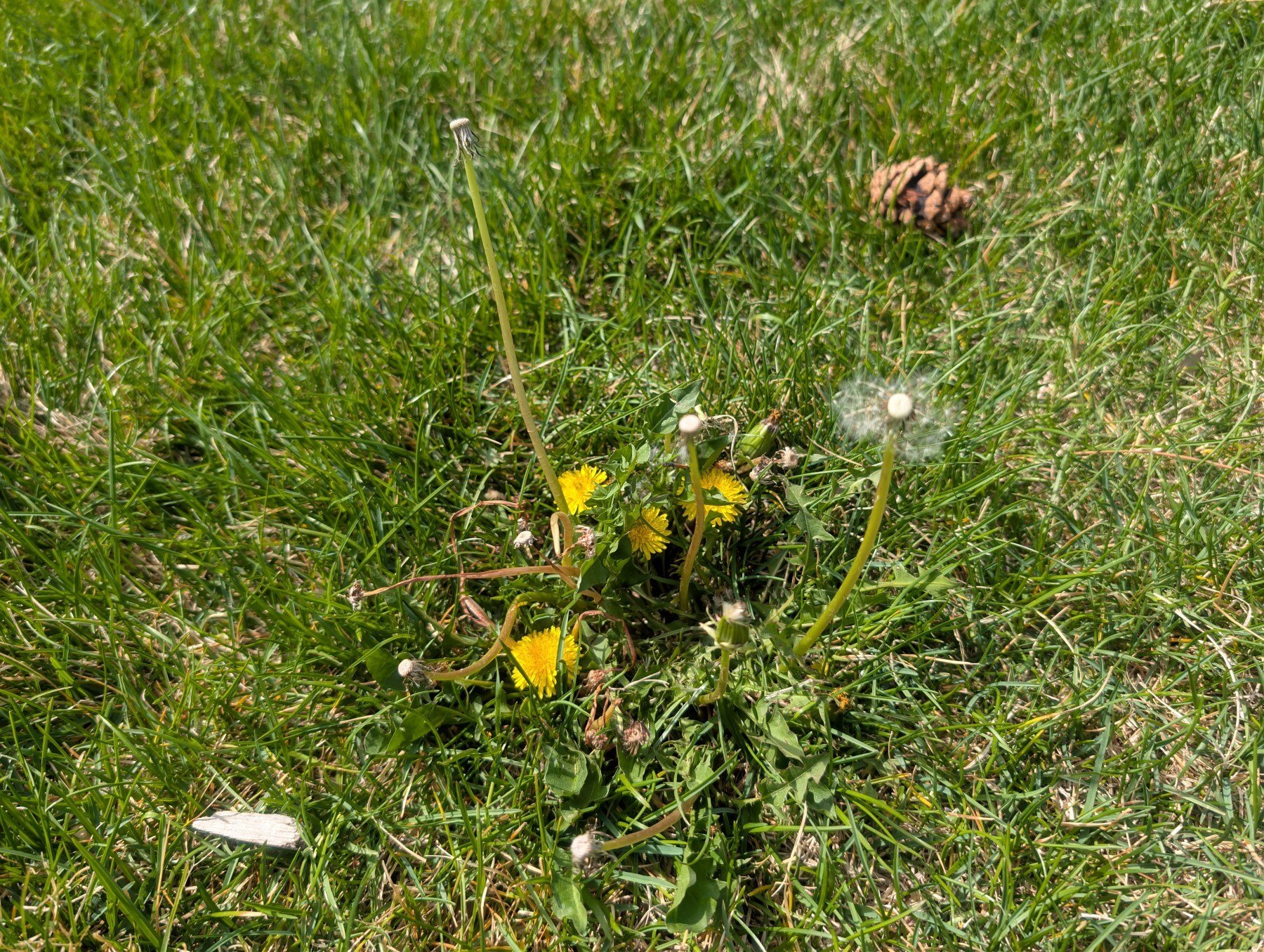 dandelion weed in grass